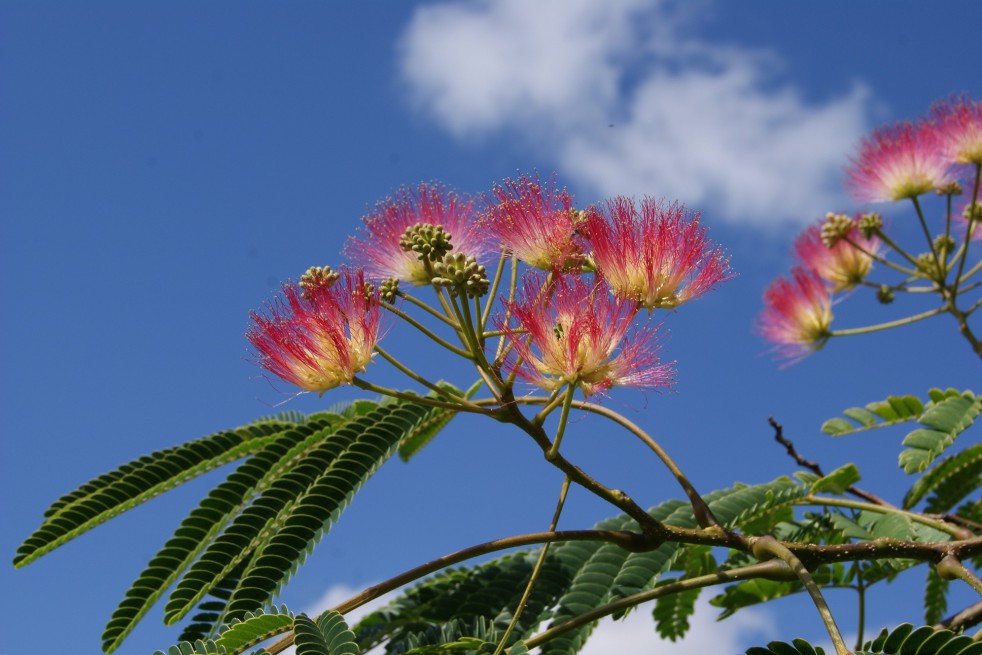 Persian silk tree