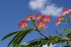 Persian silk tree Persian silk tree