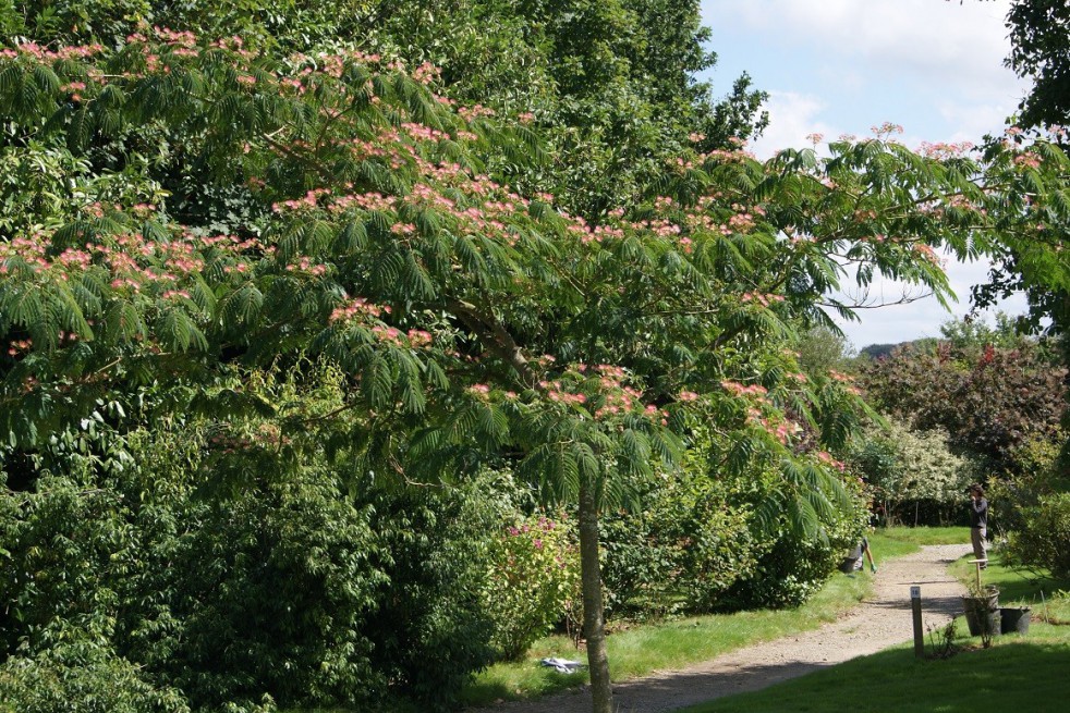 Arbre à soie