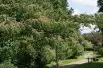 Persian silk tree