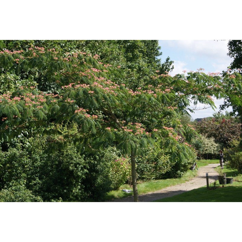 Persian silk tree pink silk tree Julibrissin