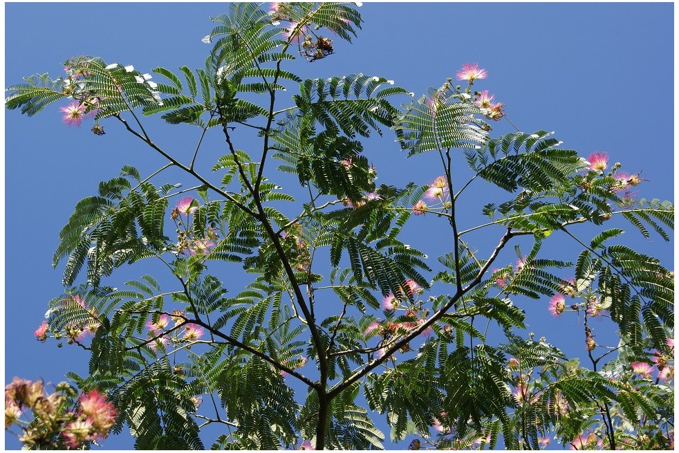 Arbre à soie