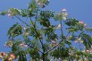 Persian silk tree Persian silk tree