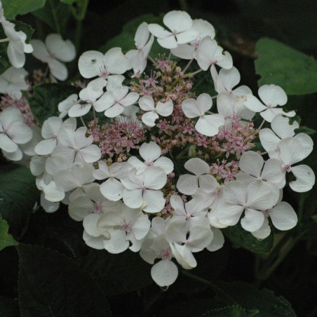 Tellerhortensie Libelle Snow - Hydrangea Macrophylla Libelle Snow