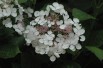 Bigleaf hydrangea Libelle snow - Hydrangea Macrophylla Libelle Snow
