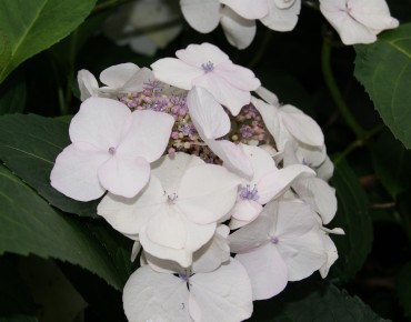 Tellerhortensie Libelle Snow - Hydrangea Macrophylla Libelle Snow