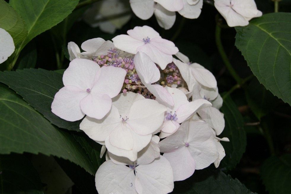 Tellerhortensie Libelle Snow - Hydrangea Macrophylla Libelle Snow