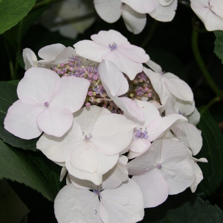Bigleaf hydrangea Libelle snow - Hydrangea Macrophylla Libelle Snow