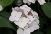 Tellerhortensie Libelle Snow - Hydrangea Macrophylla Libelle Snow
