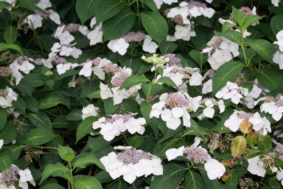Tellerhortensie Libelle Snow - Hydrangea Macrophylla Libelle Snow