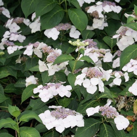 Tellerhortensie Libelle Snow - Hydrangea Macrophylla Libelle Snow