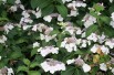 Boerenhortensia hortensia Libelle Snow - Hydrangea Macrophylla Libelle Snow