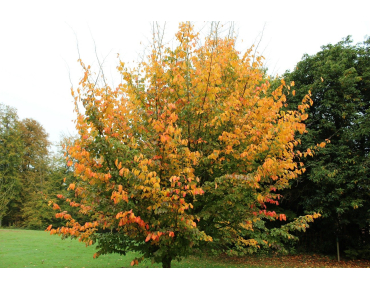 Arbre de fer