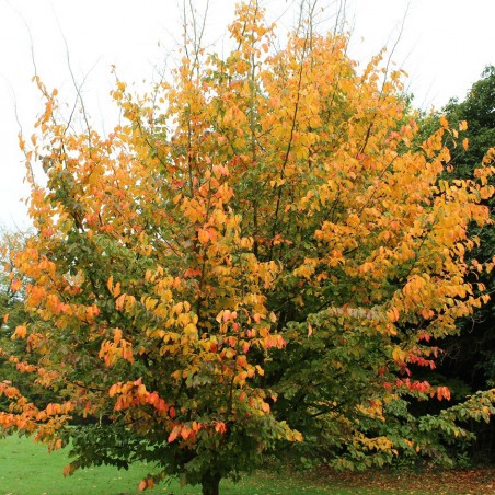 Persian ironwood