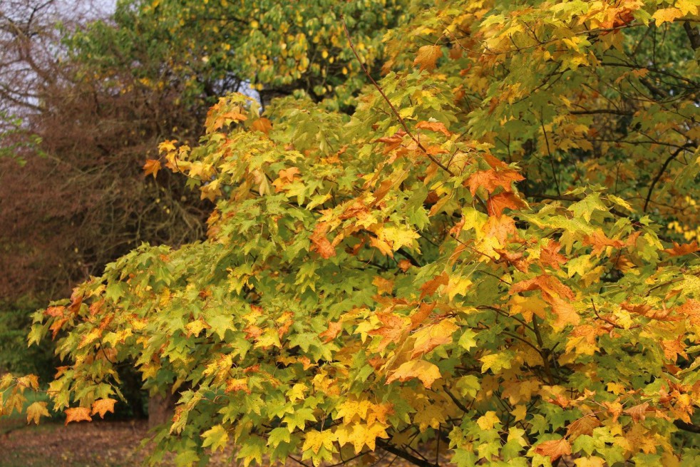 Cappadocian maple Cappadocian maple