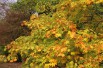 Cappadocian maple