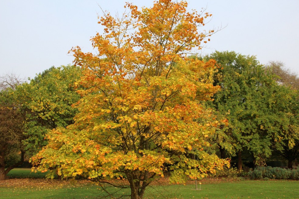 Cappadocian maple