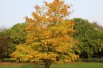 Cappadocian maple Cappadocian maple