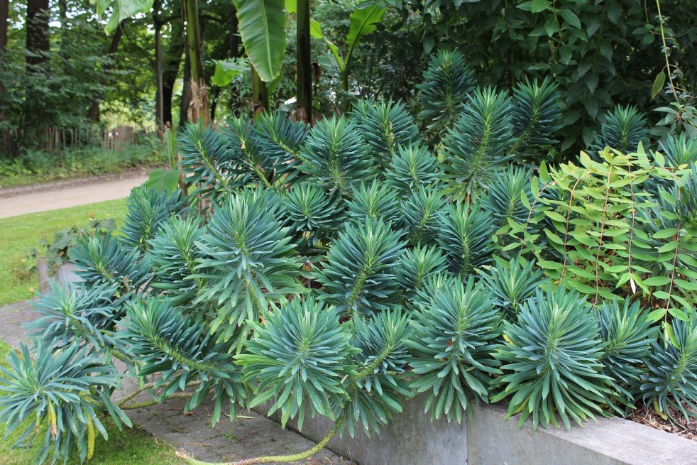 Mediterranean Spurge