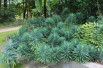 Mediterranean Spurge