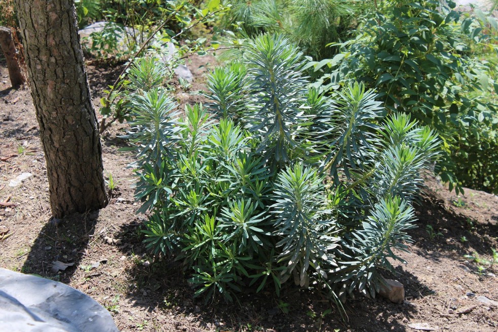 Mediterranean Spurge