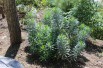Mediterranean Spurge