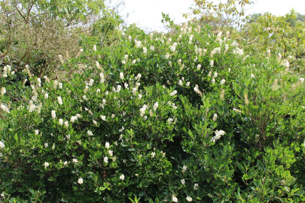 Sweet pepperbush Sweet pepperbush