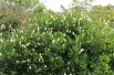Sweet pepperbush