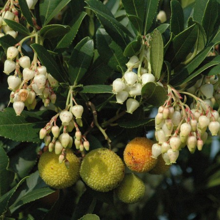 Aardbeiboom