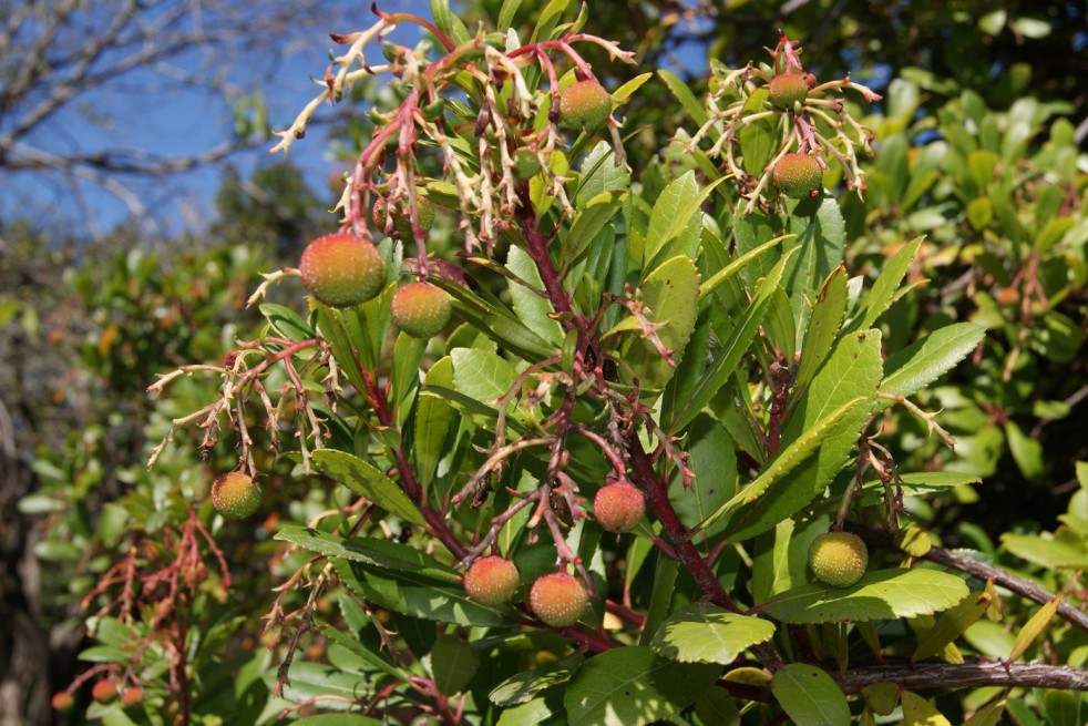 Aardbeiboom