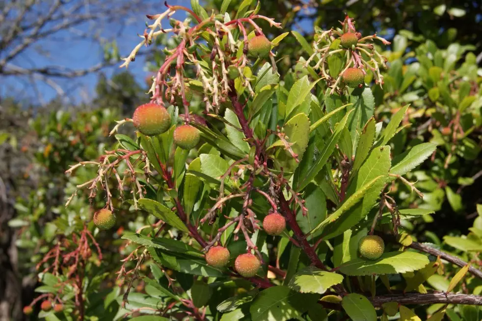 Aardbeiboom