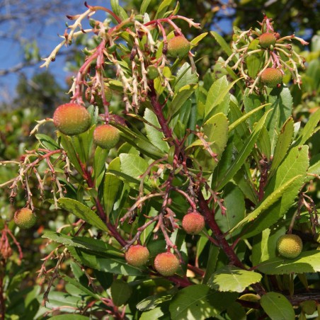 Strawberry Tree