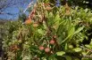 Aardbeiboom