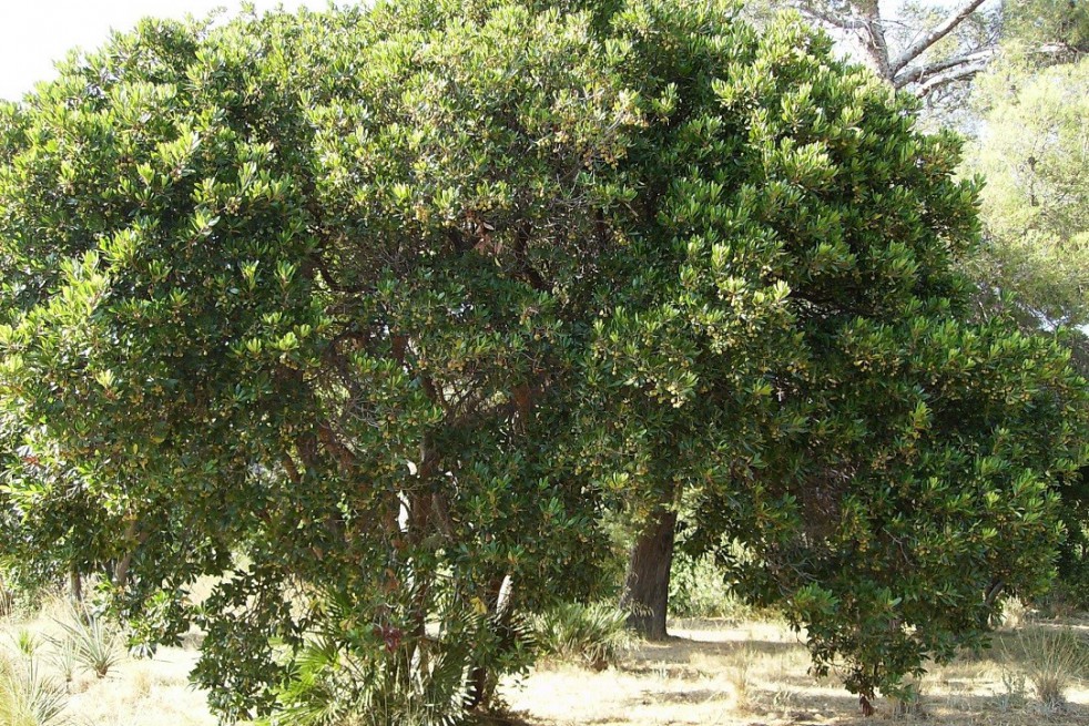 Arbre aux fraises - Arbousier