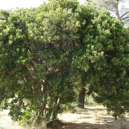 Aardbeiboom