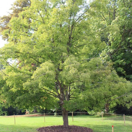 Suikeresdoorn