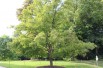 Sugar maple