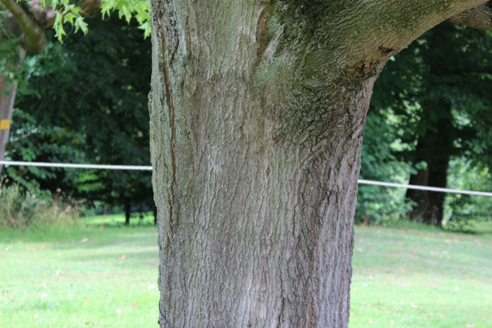 Sugar maple