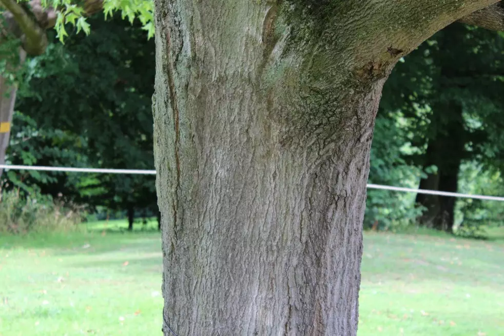 Sugar maple
