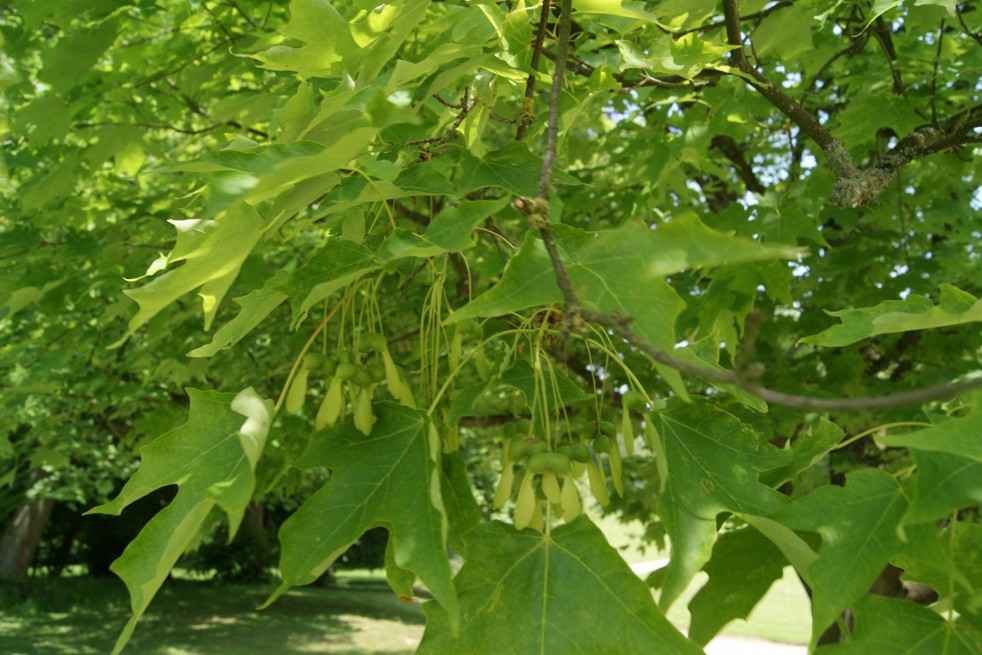 Sugar maple