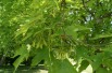 Sugar maple