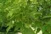 Sugar maple