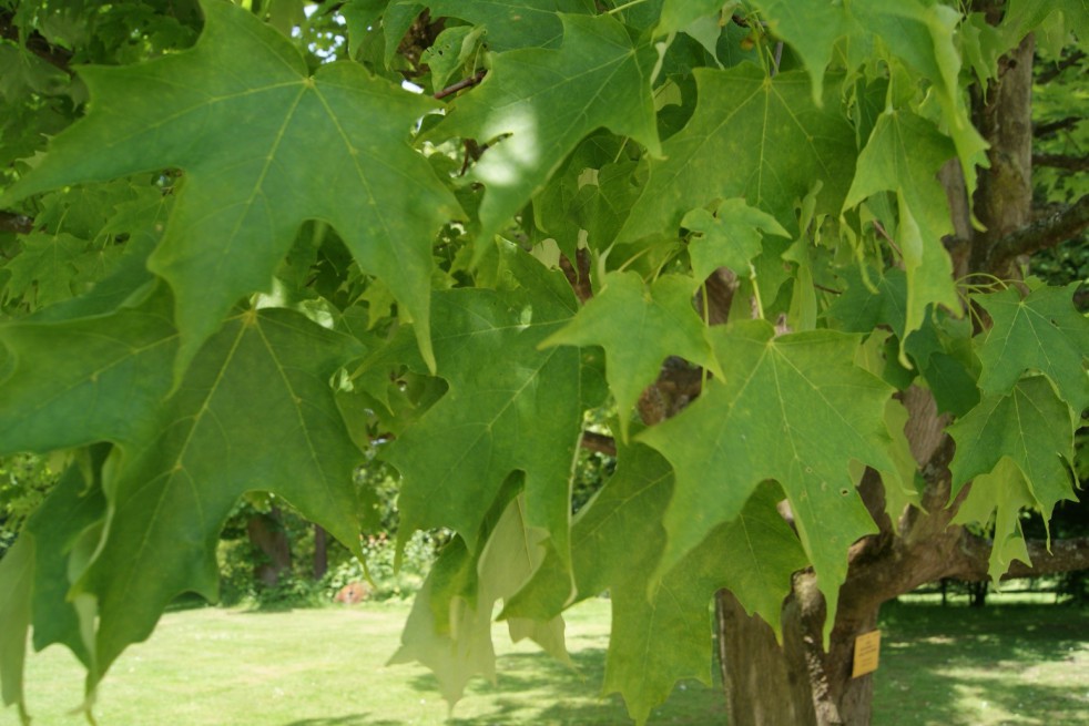 Sugar maple