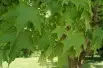 Sugar maple