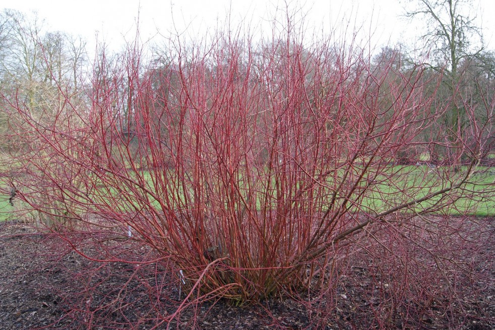 Common dogwood