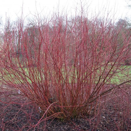 Common dogwood