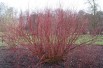 Common dogwood