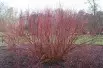 Common dogwood