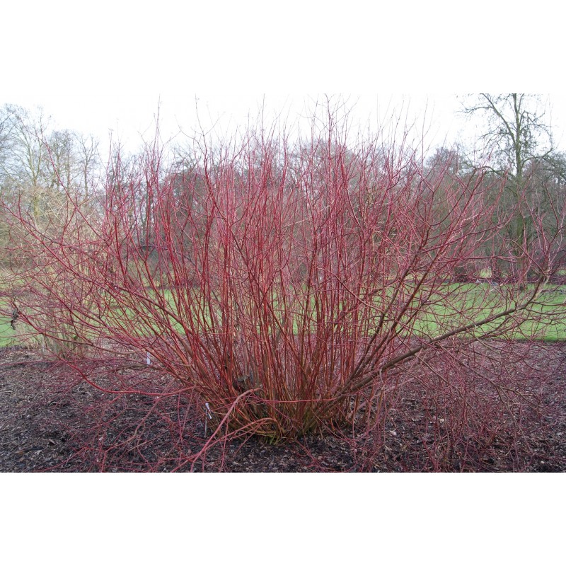 Cornouiller sanguin Cornus Sanguinea