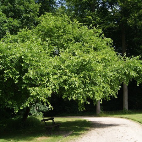 Mûrier noir